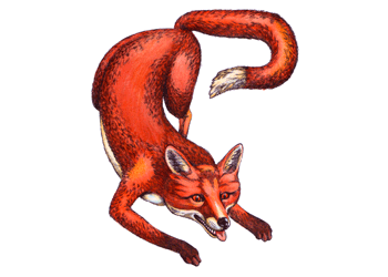 Illustration